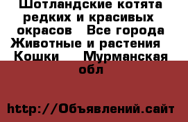 Шотландские котята редких и красивых  окрасов - Все города Животные и растения » Кошки   . Мурманская обл.